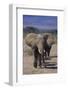 African Elephants Walking in Line-DLILLC-Framed Photographic Print