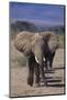 African Elephants Walking in Line-DLILLC-Mounted Photographic Print