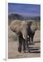 African Elephants Walking in Line-DLILLC-Framed Photographic Print