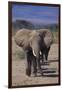 African Elephants Walking in Line-DLILLC-Framed Photographic Print