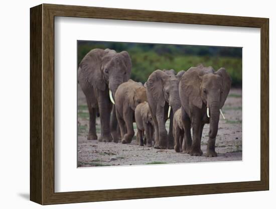 African Elephants Walking in Line-DLILLC-Framed Photographic Print