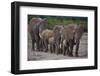 African Elephants Walking in Line-DLILLC-Framed Photographic Print