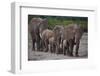 African Elephants Walking in Line-DLILLC-Framed Photographic Print