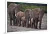 African Elephants Walking in Line-DLILLC-Framed Photographic Print