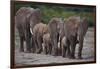 African Elephants Walking in Line-DLILLC-Framed Photographic Print