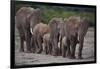 African Elephants Walking in Line-DLILLC-Framed Photographic Print