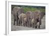 African Elephants Walking in Line-DLILLC-Framed Photographic Print