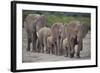 African Elephants Walking in Line-DLILLC-Framed Photographic Print