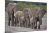 African Elephants Walking in Line-DLILLC-Mounted Photographic Print