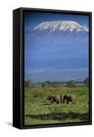 African Elephants Walking in Savanna-DLILLC-Framed Stretched Canvas