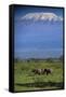 African Elephants Walking in Savanna-DLILLC-Framed Stretched Canvas