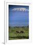 African Elephants Walking in Savanna-DLILLC-Framed Premium Photographic Print