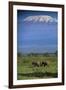 African Elephants Walking in Savanna-DLILLC-Framed Premium Photographic Print
