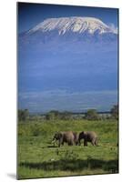 African Elephants Walking in Savanna-DLILLC-Mounted Premium Photographic Print