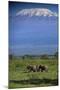 African Elephants Walking in Savanna-DLILLC-Mounted Premium Photographic Print