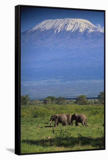 African Elephants Walking in Savanna-DLILLC-Framed Stretched Canvas