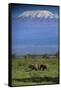 African Elephants Walking in Savanna-DLILLC-Framed Stretched Canvas