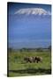 African Elephants Walking in Savanna-DLILLC-Stretched Canvas