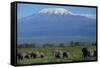 African Elephants Walking in Savanna-DLILLC-Framed Stretched Canvas