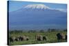 African Elephants Walking in Savanna-DLILLC-Stretched Canvas