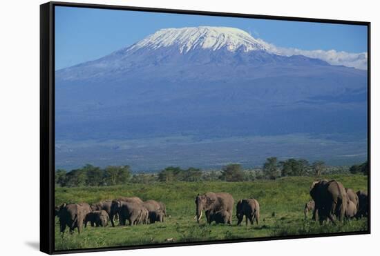 African Elephants Walking in Savanna-DLILLC-Framed Stretched Canvas