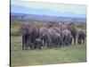 African Elephants Walking in Savanna-DLILLC-Stretched Canvas