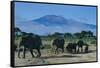 African Elephants Walking in Savanna-DLILLC-Framed Stretched Canvas