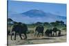 African Elephants Walking in Savanna-DLILLC-Stretched Canvas