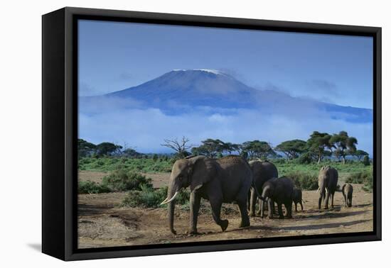 African Elephants Walking in Savanna-DLILLC-Framed Stretched Canvas