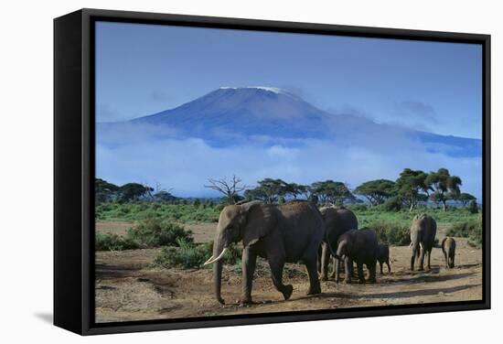 African Elephants Walking in Savanna-DLILLC-Framed Stretched Canvas