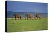 African Elephants Walking in Savanna-DLILLC-Stretched Canvas