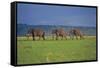 African Elephants Walking in Savanna-DLILLC-Framed Stretched Canvas