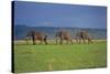 African Elephants Walking in Savanna-DLILLC-Stretched Canvas