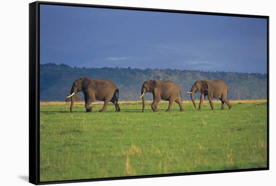 African Elephants Walking in Savanna-DLILLC-Framed Stretched Canvas