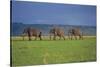 African Elephants Walking in Savanna-DLILLC-Stretched Canvas