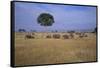 African Elephants Walking in Savanna-DLILLC-Framed Stretched Canvas