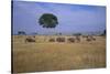 African Elephants Walking in Savanna-DLILLC-Stretched Canvas