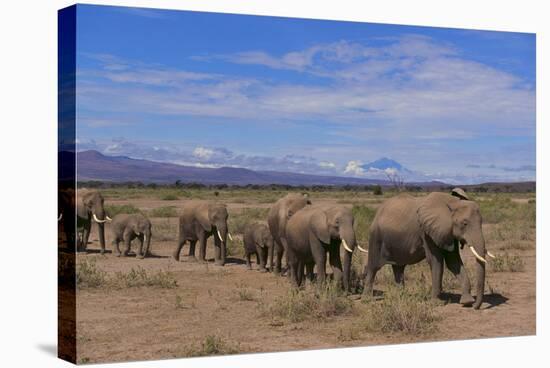 African Elephants Walking in Savanna-DLILLC-Stretched Canvas