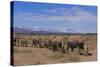 African Elephants Walking in Savanna-DLILLC-Stretched Canvas