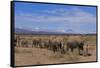 African Elephants Walking in Savanna-DLILLC-Framed Stretched Canvas