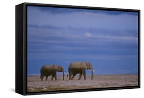 African Elephants Walking in Savanna-DLILLC-Framed Stretched Canvas