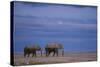 African Elephants Walking in Savanna-DLILLC-Stretched Canvas