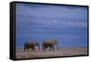 African Elephants Walking in Savanna-DLILLC-Framed Stretched Canvas