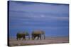 African Elephants Walking in Savanna-DLILLC-Stretched Canvas