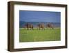 African Elephants Walking in Savanna-DLILLC-Framed Premium Photographic Print