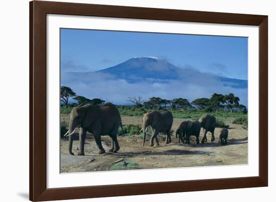 African Elephants Walking in Savanna-DLILLC-Framed Photographic Print