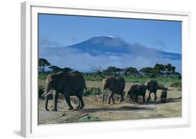 African Elephants Walking in Savanna-DLILLC-Framed Photographic Print