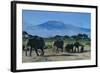 African Elephants Walking in Savanna-DLILLC-Framed Photographic Print