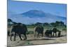 African Elephants Walking in Savanna-DLILLC-Mounted Photographic Print