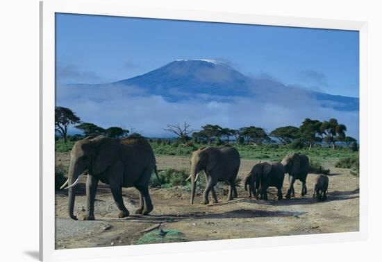 African Elephants Walking in Savanna-DLILLC-Framed Photographic Print